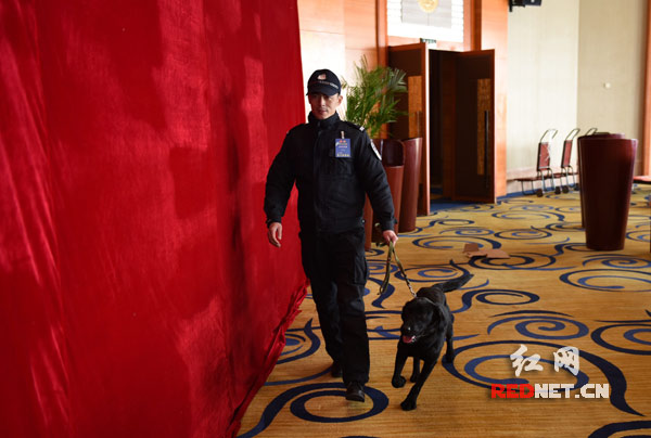 搜爆犬在警卫人员的牵引下进行地毯式搜寻。