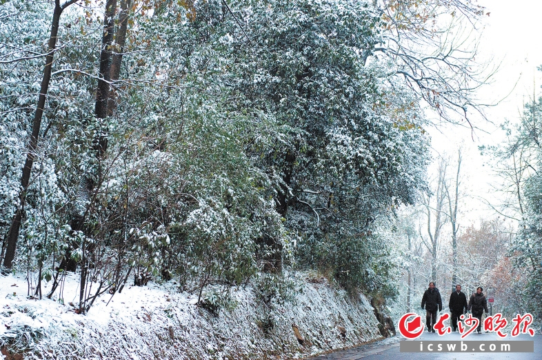 　　游客们冒着严寒漫步在迎来今年第一场雪的岳麓山。长沙晚报记者 李锋 摄