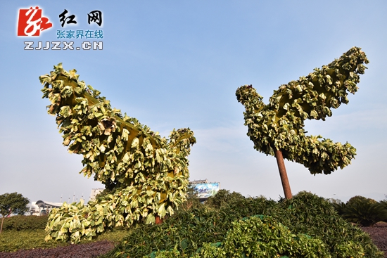 张家界市城区“穿新装”迎新年