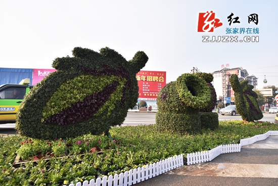 张家界市城区“穿新装”迎新年