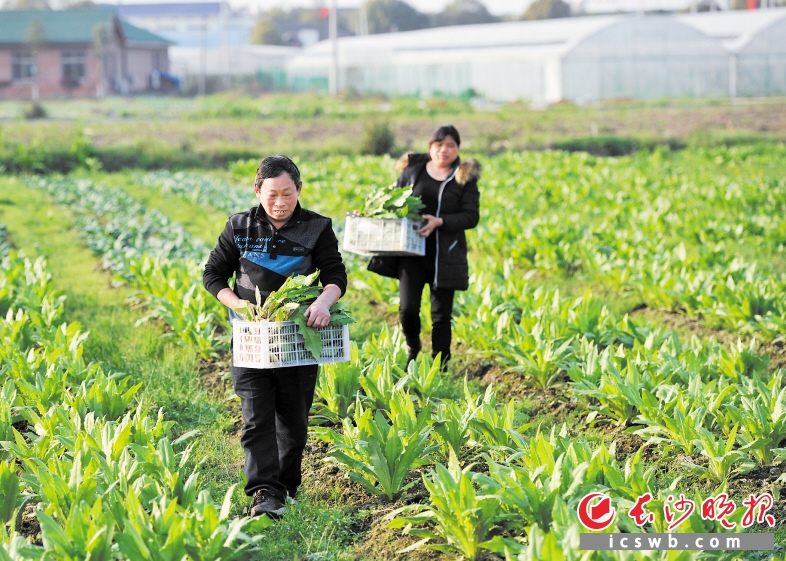 　　在长沙千龙湖现代农业示范园蔬菜基地内，菜农们正在采摘新鲜蔬菜。   长沙晚报记者 王志伟 摄