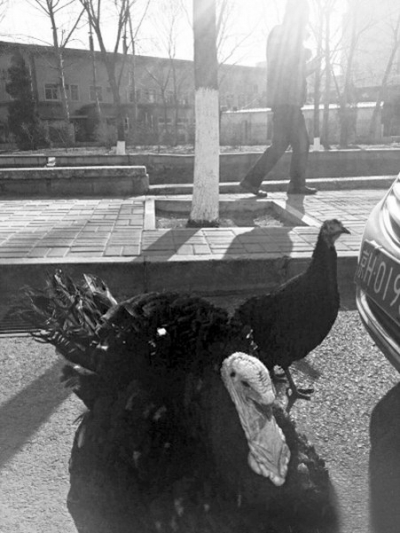 两只火鸡在马路上大摇大摆地溜达。 网友供图