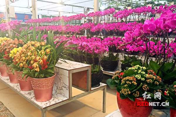 “星沙花卉大市场”作为全国最大单体温室花卉市场，拥有成千上万种花卉种类。