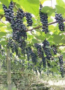 湖南省农村信用社力推金融产业扶贫