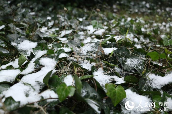 草地上已经开始积雪