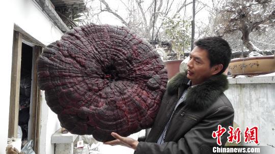经测量，该灵芝重达4.3公斤，直径有94公分，堪比雨伞。　巩卫东摄