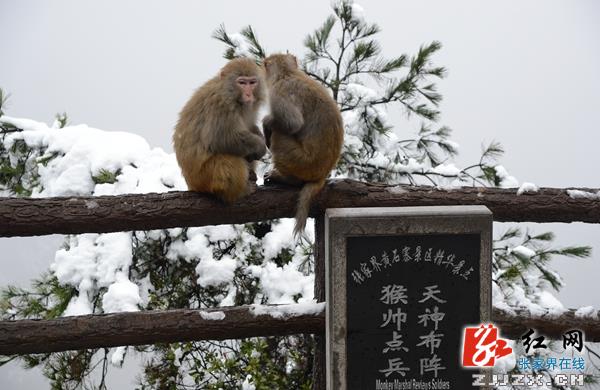 张家界核心景区五大“猴景”不容错过