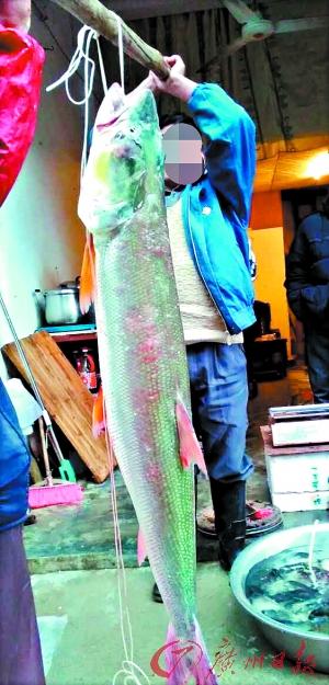 商贩出售百斤“巨无霸鱼” 体长接近成人(图)