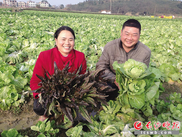 今年大年初一晴空万里，彭桥生夫妇一大早就高高兴兴来到自己家的蔬菜基地摘菜送菜。长沙晚报记者 李金 摄