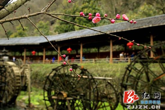 张家界黄龙洞景区：气温回暖 红梅竞放