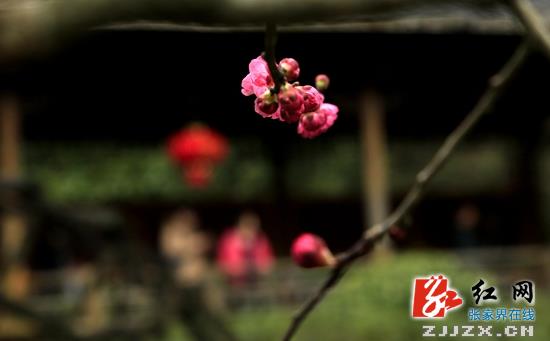 张家界黄龙洞景区：气温回暖 红梅竞放
