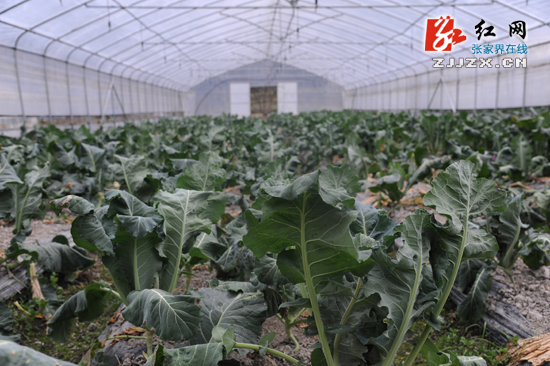 杜芳禄、刘群调研武陵源区现代农业发展情况