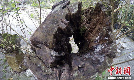 桑树树干已基本枯死。