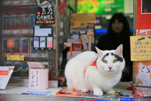 日本八字眉“囧”猫成召唤幸福“使者”。