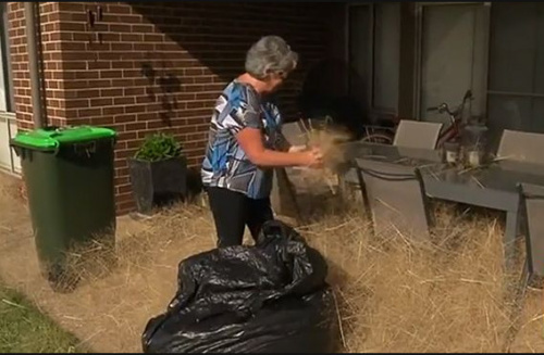 “风滚草”常出现在干燥的大草原和沙漠地区。