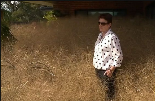 居民要花好几个小时才能清理完屋前的风滚草。