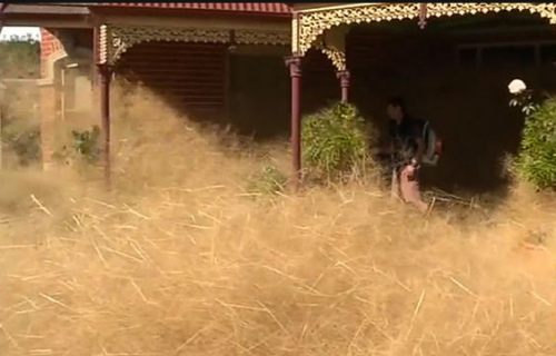 小镇几乎要被风滚草“吞没”。