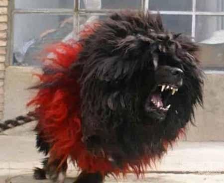 藏獒发疯咬伤主人死追不放 民警击毙上演人獒大战