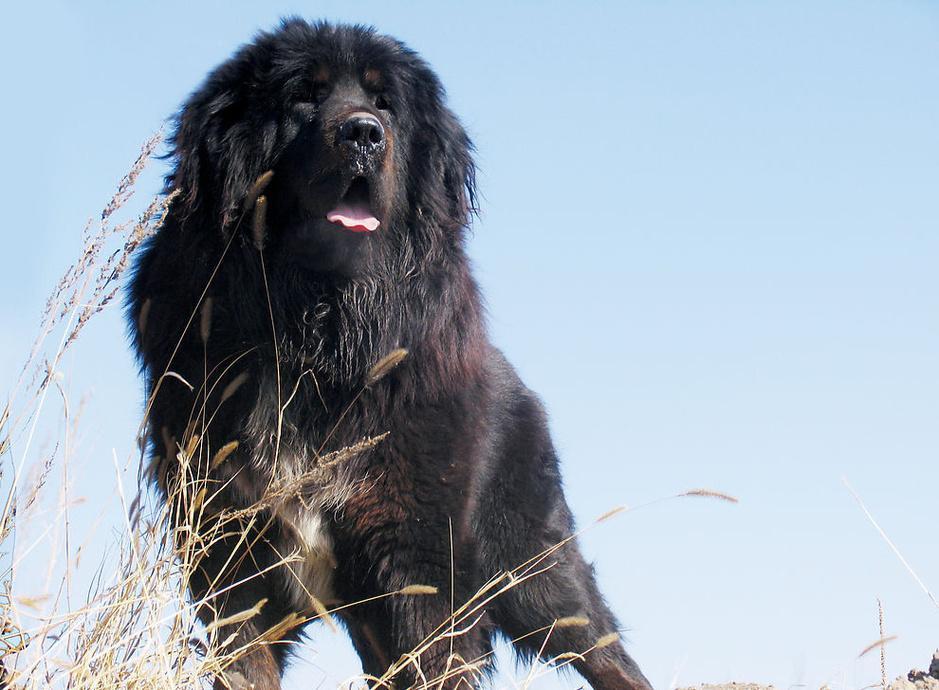 藏獒发疯咬伤主人死追不放 民警击毙上演人獒大战