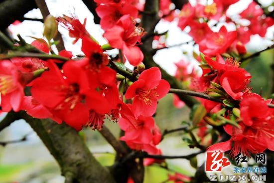 万朵海棠报春张家界黄龙洞景区游人陶醉花丛中