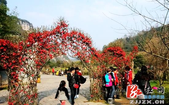 万朵海棠报春张家界黄龙洞景区游人陶醉花丛中