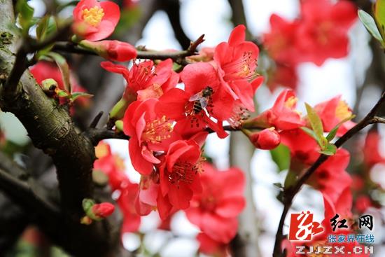 万朵海棠报春张家界黄龙洞景区游人陶醉花丛中