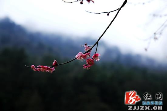 张家界黄石寨：千梅报春“闹”元宵