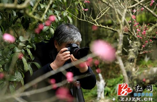 张家界黄石寨：千梅报春“闹”元宵