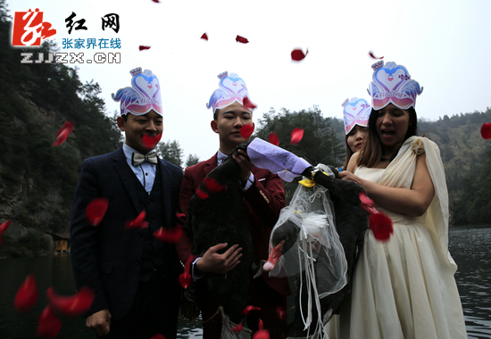 张家界宝峰湖上演天鹅“婚礼”