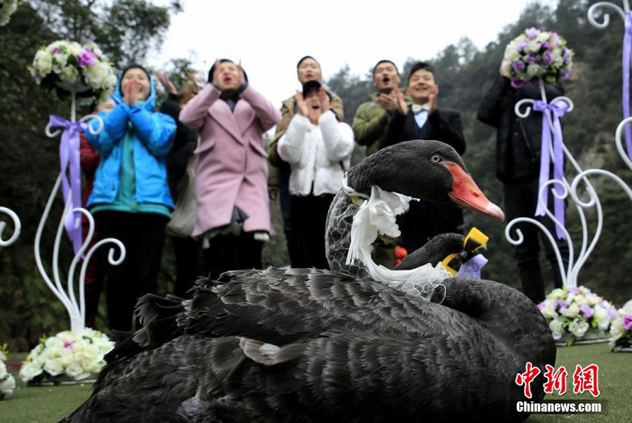 Two black swans 'get married' in Hunan