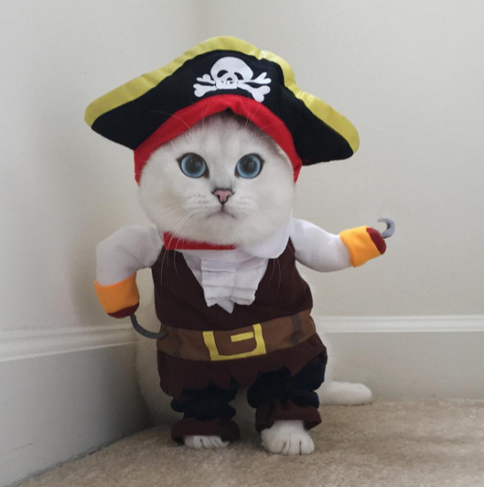 “最美喵星人”来了：眼睛如蓝宝石迷倒网友（组图）