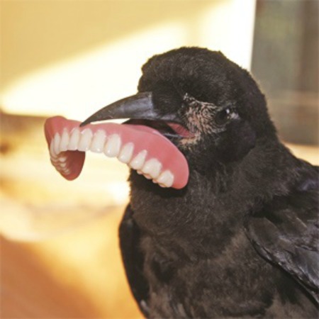 养高智商宠物是种啥体验？乌鸦衔走主人假牙藏匿（图）