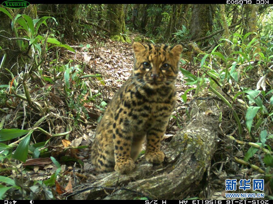 （生态）（1）珍稀动物云猫再现云南