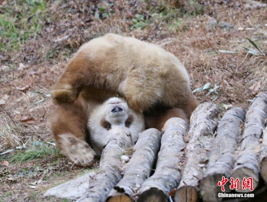 据专家介绍，大熊猫4-6岁性成熟，棕色大熊猫丹丹1985年在佛坪发现时已13岁，14岁后曾与黑白雄性大熊猫“弯弯”两次婚配，先后产下3只幼崽，其中1989年8月产下的黑白大熊猫“秦秦”成功存活。棕色“帅哥”七仔在时机成熟时也会婚配，之后的研究很可能会解开它的棕色之谜。吴燕峰 摄 图片来源：中国新闻网