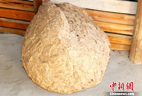 民房现直径50余厘米马蜂窝 消防员“火攻”摘除