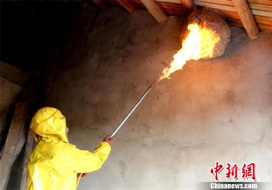 民房现直径50余厘米马蜂窝 消防员“火攻”摘除