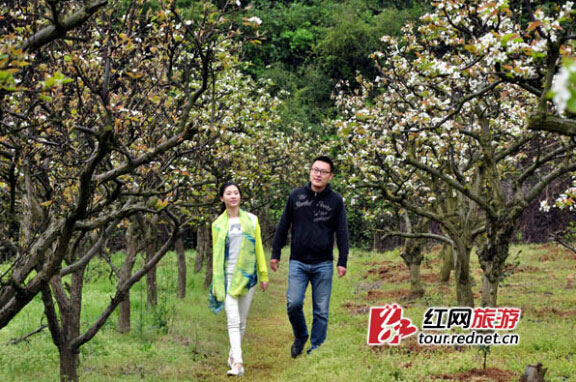 蓝山县大洞梨花基地。(摄于2015年)