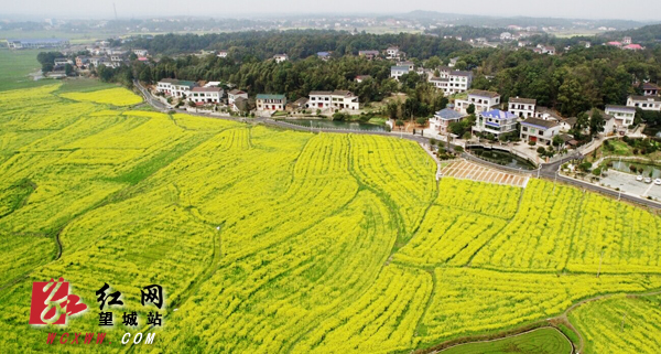 望城区茶亭镇8000亩油菜花犹如一幅金灿灿的油画。