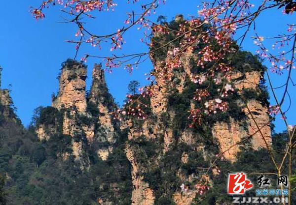 张家界十里画廊景区樱花盛开春光胜画(组图)