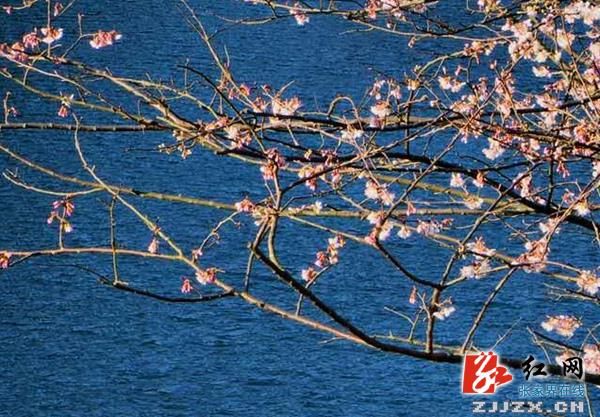 张家界十里画廊景区樱花盛开春光胜画（组图）