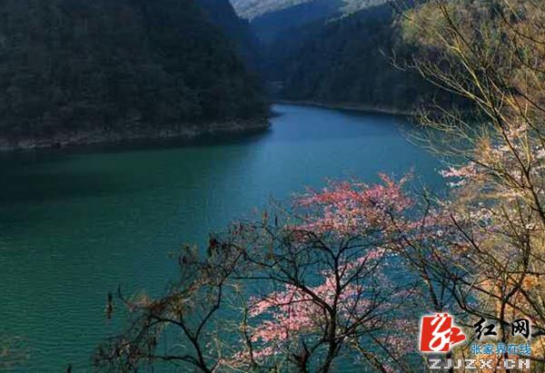 张家界十里画廊景区樱花盛开春光胜画(组图)