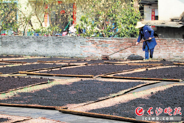 浏阳豆豉的制作有20多道工序，其中发酵后需置于烈日下充分晾晒才能获得醇香和独特的口感。长沙晚报记者 颜开云 摄
