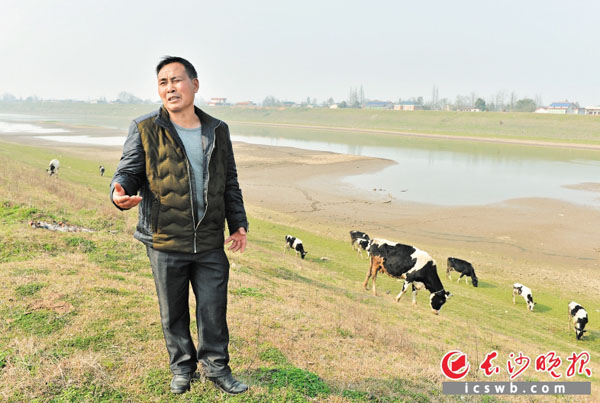 前日下午，刘胜红正在乔口镇河堤上看管奶牛。 长沙晚报记者 邹麟 摄