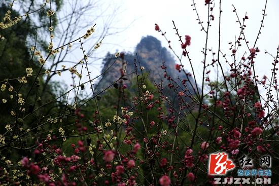 张家界黄石寨索道明日恢复营运 逛梅园有礼送