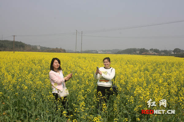 两位美女在油菜花中自拍