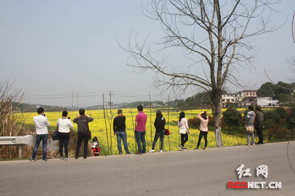 马路边站了很多看油菜花的游客
