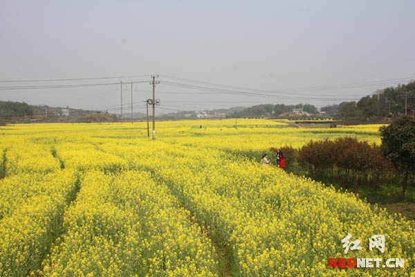 金黄色的“花海”看不到尽头