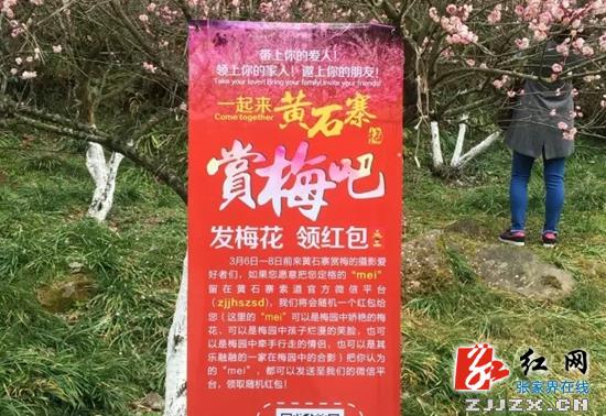 张家界黄石寨：佳人抚琴颂梅 摄影定格盛景