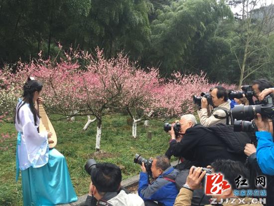 张家界黄石寨：佳人抚琴颂梅 摄影定格盛景