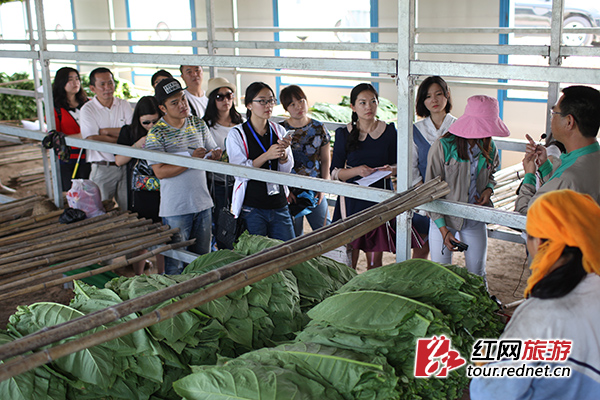 中国重点网媒行的记者们在儋州雪茄烟生产基地参观采访。